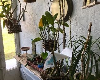 More plants 