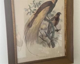 Framed bird print - $25
