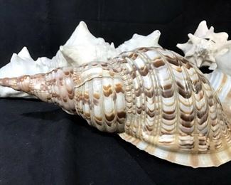 Collection Large Conch Shells, 10 pcs
