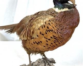 Taxidermy Ring Neck Pheasant & Base
