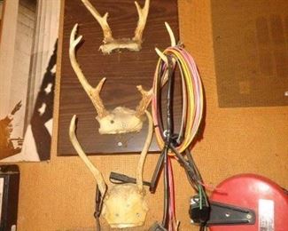 PLL #287 Buck Antlers-  $30 ea. 