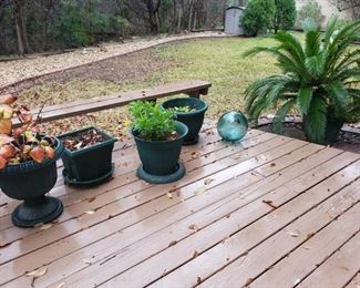 Plants