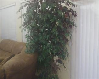 Needs a new home !