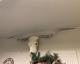WOW! AMAZING 67" SPREAD LONGHORN  STEER SKULL MOUNT LARGEST WE HAVE EVER OFFERED ~ $375 ( PRICE REDUCTION ~ $250) OBO 