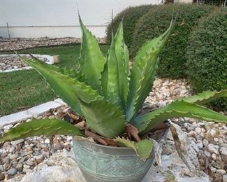 AGAVE PLANT IN POT ~ $48