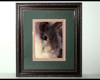Framed and Matted Bunny Rabbit Photograph 