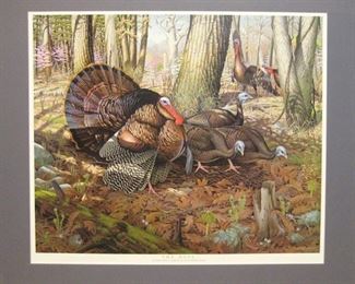 Eastern Wild Turkey by Don Whitlatch 
