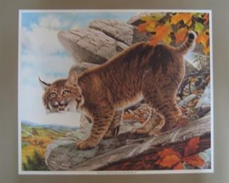 Bobcat by Don Whitlatch 
