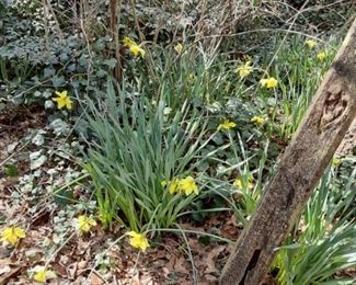 Daffodils and other flowers. You dig!