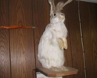 jackalope