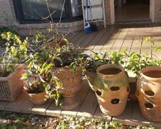 planters and plants for sale