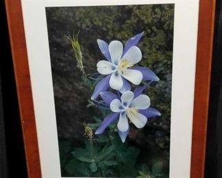 Framed print of Colorado Blue Columbines