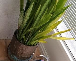 snake plant