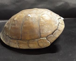 Turtle Shell 