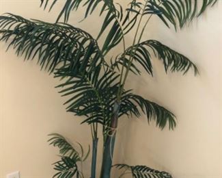 Silk palm