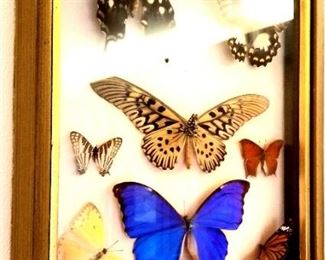 Butterfly collection