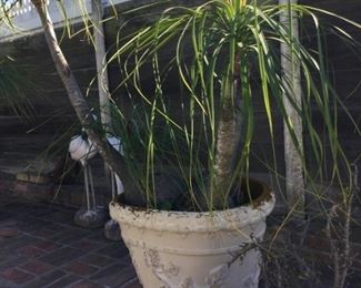 So many plants including established elephants foot palms