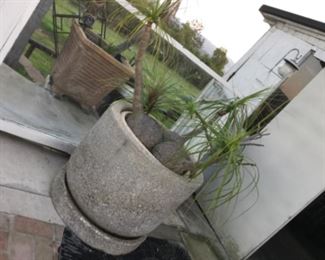 One of many elephants foot palms