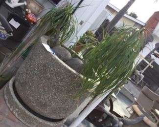 5 available huge rock pots, elephant palms