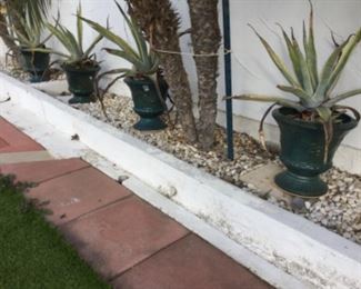 Green urn pots with plants