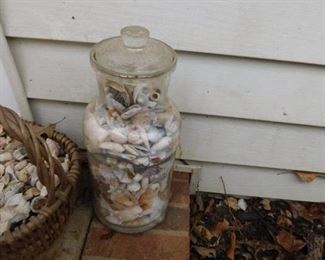 Seashells