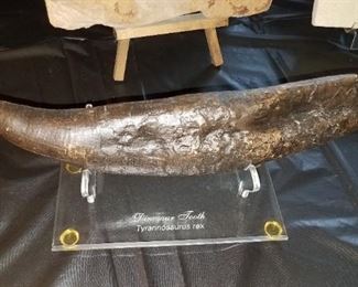 T-Rex dinosaur tooth 