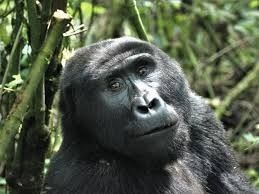 PLEASE BRING US YOUR OLD CELL PHONES TO HELP GORILLAS. ASK US HOW!
