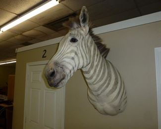Zebra Shoulder Mount