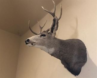 8 - Point Buck / Deer Shoulder Mount