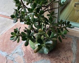 Jade plant