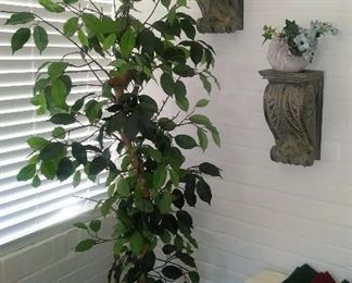 1 of many Faux Ficus