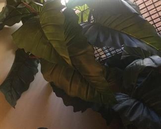 Large faux plant and a real fooler!
