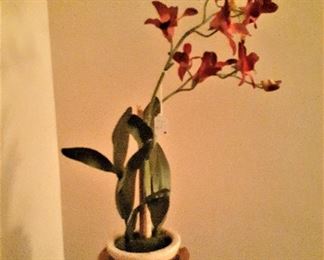 Potted silk orchid