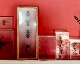 Framed Insect Collection