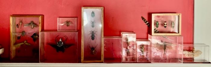 Framed Insect Collection