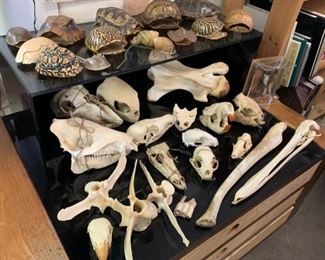 Box Turtle  Shells (not endangered), and Bone Specimens 