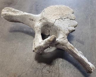Large Vertebrae
Maybe Whale