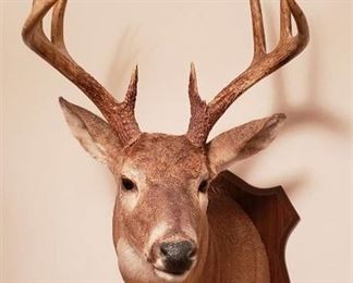 8 Point Whitetail Deer Mount - Overall Dimensions: 20 in. x 38 in.