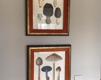 Pair of beautifully framed botanicals originally from Frederick and Nelson asking $100 for the pair