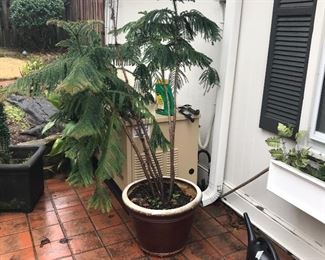 Pot and tree