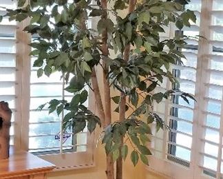 #102 Large ficus tree - $75