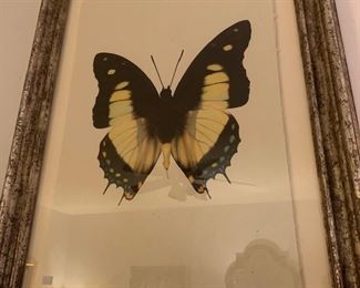 a hand done butterfly, one of a pair