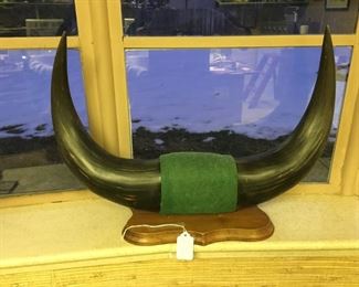 Buffalo bull horns
