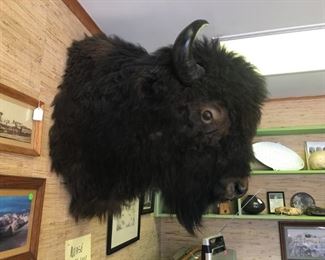 Buffalo head - shoulder mount