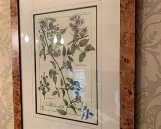 Set of four framed botanicals