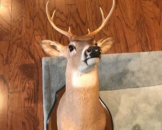 Buck Mount wall decor. Man cave