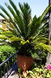 Beautiful Sago palms at a great price