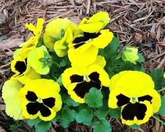 These pansies will greet you at the front door.