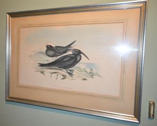 J. Gould bird lithograph