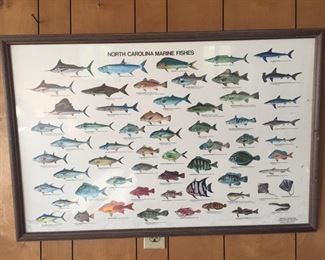 North Carolina Marine Fishes Print